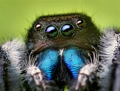 jumping spider wikipedia