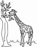Giraffe Coloring Pages Realistic Bfg Getcolorings Getdrawings sketch template