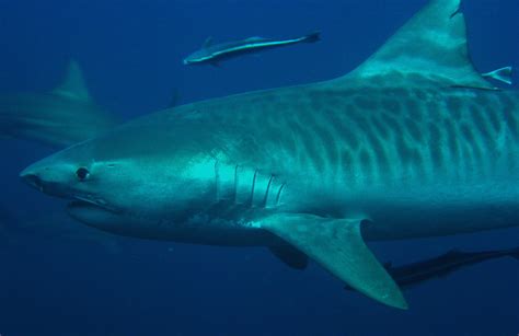 tackle fish tiger shark galeocerdo cuvier