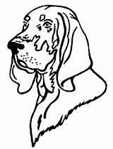 Dog Coon Drawing Getdrawings sketch template