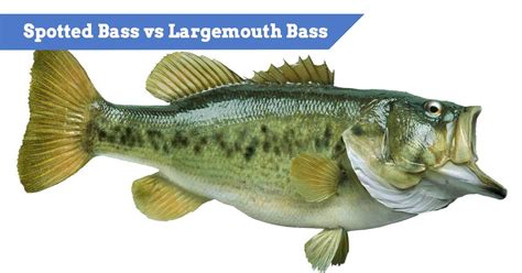 Spotted Bass Vs Largemouth Bass How To Tell The Key Differences