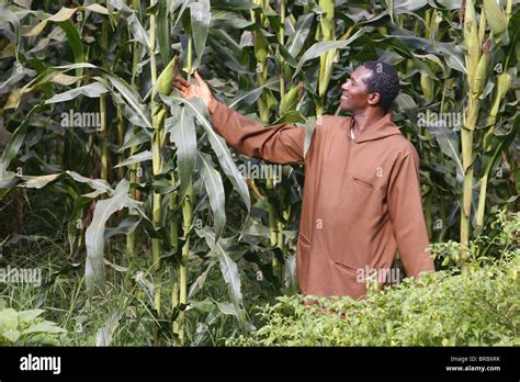 afrikanischer landarbeiter stockfotos und bilder kaufen alamy