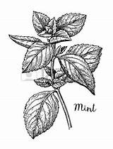 Drawing Mint Peppermint Leaf Lemon Getdrawings Wedge Vector sketch template