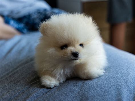meet    smallest dog breeds   world