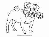 Pug Coloring Pages Printable Pugs Kids Dog Color Cute Sheets Cartoon Colouring Baby Puppy Print Drawing Octopus Size Adult Coloringhome sketch template