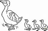 Coloring Duck Ducklings Ducks Pages Printable Duckling Drawing Clipart sketch template