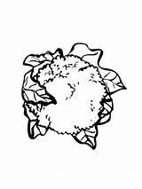 Coloring Pages Cauliflower Vegetables Recommended Printable Kleurplaat sketch template