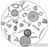 Srm 365a Biology Clipart Science Diatoms Large Classroomclipart sketch template