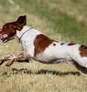 Billedresultat for World Dansk Fritid Husdyr hunde racer stående Jagthunde Breton. størrelse: 175 x 185. Kilde: www.dkk.dk