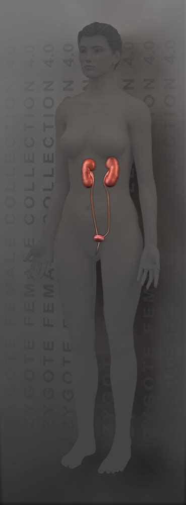 3d Female Urinary System Model