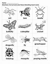Insects Insect Kids Bugs Preschool Kindergarten Printables Learning Color Interesting Cards Printable Bug Worksheets Activities Names Handout Esl Types English sketch template