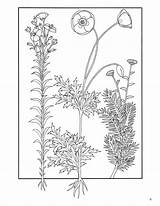 Herbs Plants Coloring Medicinal Elegant Book Zoom Click sketch template
