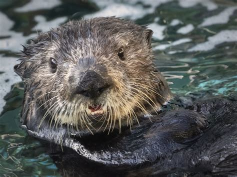 Long Beach Aquarium Joins A Sea Otter Foster Program That