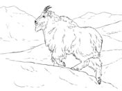 mountain goat coloring page  printable coloring pages