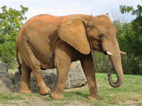 fileafrikanischer elefant miamijpg