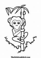 Coloring Pages Climbing Monkey Tree Printable Bamboo Chimpanzee Animals Animal Climb Coloring4free 2021 Sheets Color 1072 Rock Cartoon Getdrawings Panda sketch template