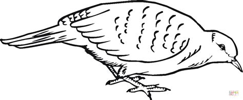 quail coloring   designlooter