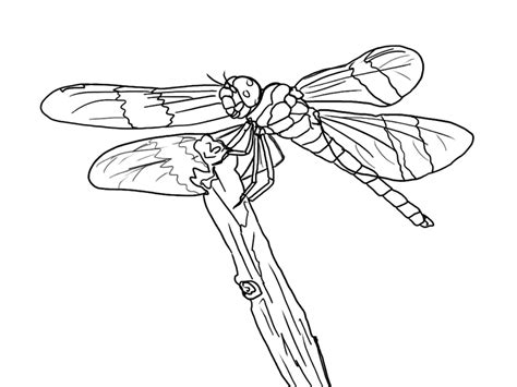 dragonfly pictures  print coloring home