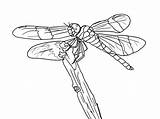 Dragonfly Coloring Pages Kids Printable Twilight Print Cheerleading Stunt Cliparts Color Popular Coloringhome sketch template