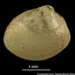 Afbeeldingsresultaten voor "nucula Sulcata". Grootte: 150 x 151. Bron: naturalhistory.museumwales.ac.uk