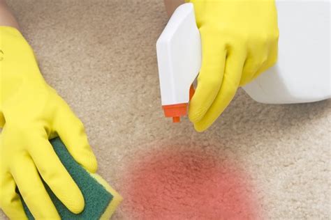 remove vomit stains smell  carpet updated