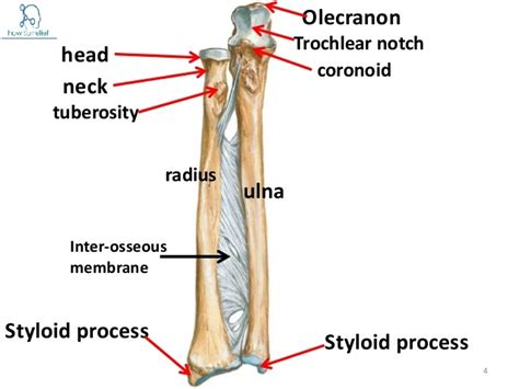 wrist bone anatomy ulna radiology