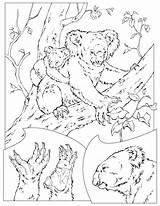Cricut Zoology Getbutton 3ab561 sketch template