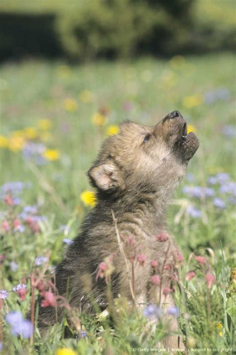 gray wolf pup howling cute wolf pup wolf wolf stuff