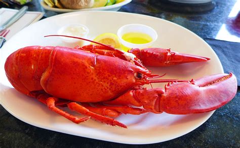 find delicious maine lobster  york beach maine  cheap