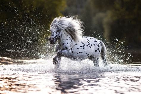 galoppierendes pony im wasser beim fotoshooting horses race horse breeds horse love