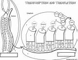 Translation Transcription Coloring Worksheet Dna Biology Rna Biologycorner Activity Process Science Classroom Cell sketch template