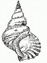 Coloring Seashell Shell Pages Drawing Conch Sea Printable Draw Kids Clipart Seashells Beach Line Snail Cliparts Sheets Book Simple Adult sketch template