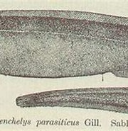 Afbeeldingsresultaten voor Simenchelys parasitica Kenmerken. Grootte: 180 x 118. Bron: picryl.com