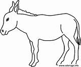 Ane Burro Coloriage Burros Pintar Donkey Animais Equus Asinus Africanus Jumento Desenhosparapintareimprimir Mule Pasture Colorier Fazenda sketch template