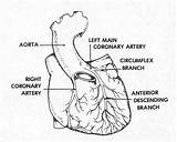 Coronary Arteries Heart Anatomy Figure Supply Blood Nerve Basic Lymphatic Cardiovascular Systems System Brooksidepress Next Nursing Care sketch template
