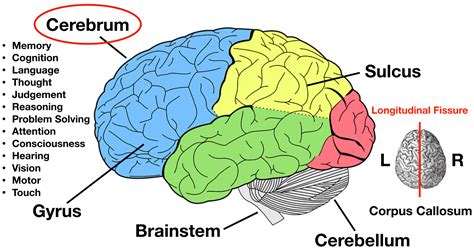 lobes   brain cerebral cortex anatomy function labeled diagram