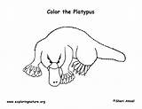Platypus Billed sketch template