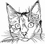 Gatto Gatti Stampare Disegno Animali Tablero Salvato sketch template