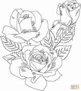 Coloring Rose Roses Pages Intricate Popular sketch template