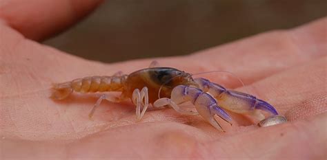 australian endangered species margaret river burrowing crayfish