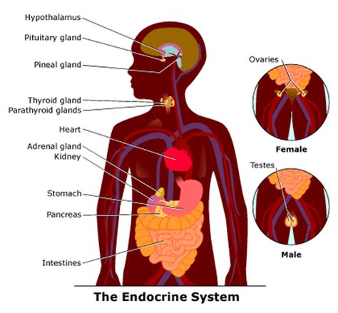 The Endocrine System Learn Your Systems