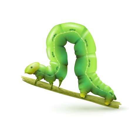 caterpillar realistic isolated  vector art  vecteezy