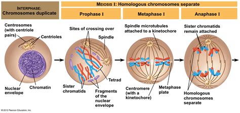 28 Which Diagram Represents Prophase I Of Meiosis Worksheet Cloud