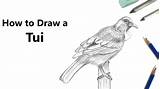 Tui Bird Draw sketch template