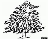 Cedar Printable Coniferous Nadelbaum Designlooter Malvorlagenwelt sketch template