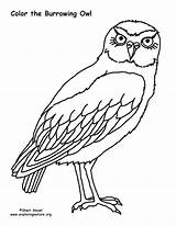 Burrowing Owl Coloring Sponsors Wonderful Support Please Coloringnature sketch template
