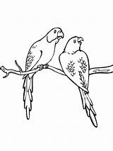 Coloring Pages Two Parakeet Parakeets Budgie Printable Colorings Color Birds sketch template