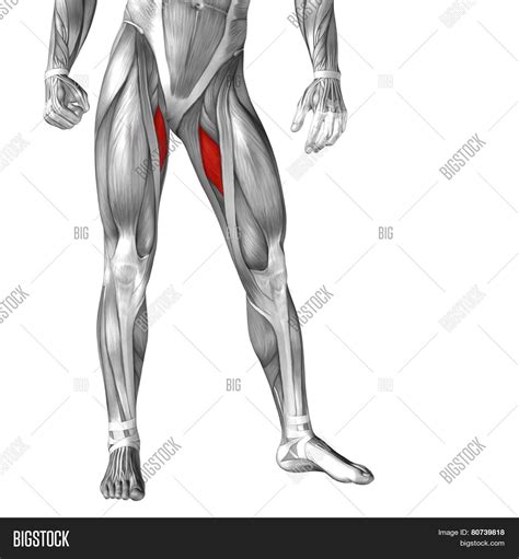 adductor anatomy