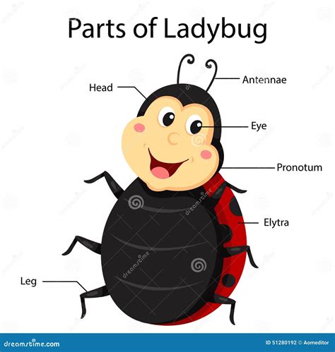 illustrator parts  ladybug stock photo image
