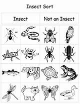 Insects Worksheets Kindergarten Insect Worksheet Preschool Bugs Pre Printable Activities Parts Google School Science Search Sort Spring Bug Plants Kids sketch template